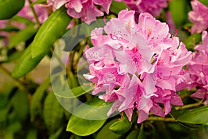 Pink rhododendron flowers