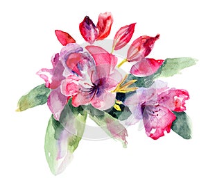 Pink Rhododendron flowers