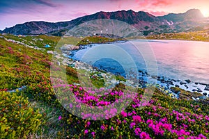 Pink rhododendron flowers and Bucura lake at sunset, Retezat mountains