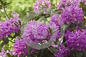 Pink rhododendron flowers close-up