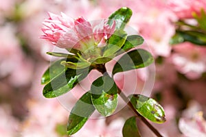 Pink Rhododendron flowers