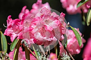 Pink Rhododendron flowers