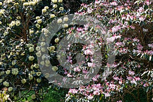 Pink Rhododendron flowers