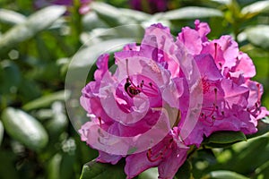 Pink rhododendron flowers in the garden