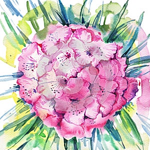 Pink rhododendron flowers. Hand drawn watercolor illustration