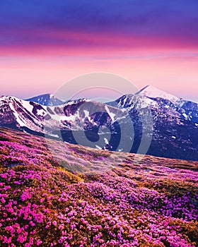 Pink rhododendron flowers in mountains