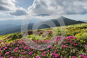 Pink rhododendron flowers in mountains