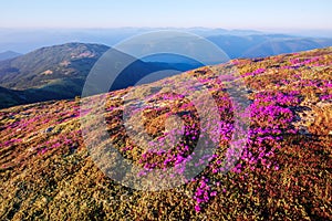 Pink rhododendron flowers in mountains