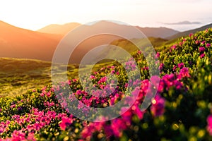 Pink rhododendron flowers in mountains