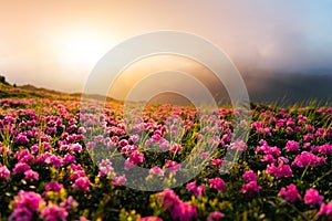 Pink rhododendron flowers in mountains