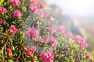 Pink rhododendron flowers in sunlight