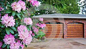 Pink rhododendron, shrub with double wooden garage door.