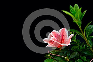 Pink Rhododendron simsii flowers and green leaves