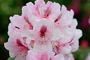 Pink rhododendrons