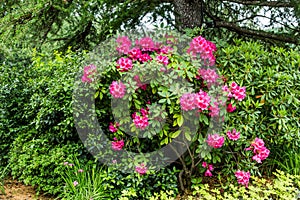 Pink Rhododendrons in Forest Garden