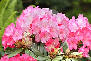 pink rhododendrons in the garden, in may, gardening