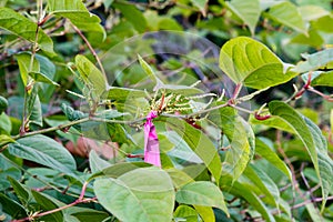 A pink ribbon marks a knotweed plant in preparation for herbicide application