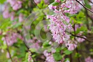 Pink Ribes flowers and green leaves on a shrub in springtime