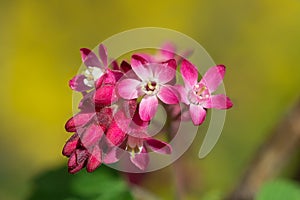 Pink ribes sanguineum flower