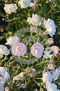 Pink Ricco Amorina flower head of a rose in de Guldemondplantsoen Rosarium in Boskoop