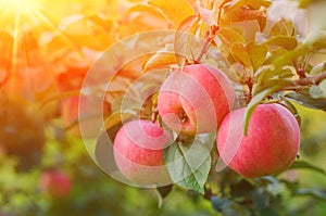 Pink Ripe Apples In The Garden With Bright Sun. Bright Red Apples With Sunlight