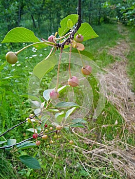 pink ripe cherry tree in green garden