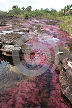 Pink River Cano Cristales photo