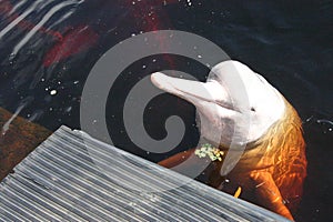 Pink River Dolphin living free in Rio Negro Amazon Rain Forest