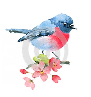 Pink Robin Bird on the Cherry Blossoms branch Watercolor Illustration Hand Painted isolated on white background