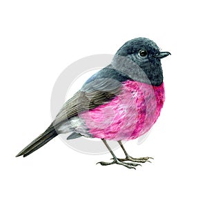 Pink robin bird watercolor illustration. Hand drawn australia avian realistic image. Pink robin small cute bright bird photo