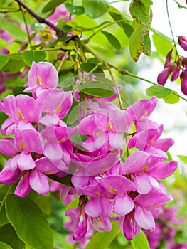 Pink Robinia flowers photo