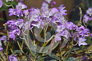 Pink Rock Orchid or Captain King's Dendrobium