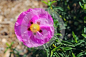 Pink rockrose, Cistus species