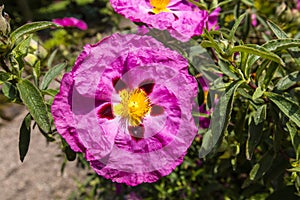 Pink Rockrose flower.