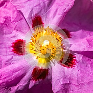 Pink rockrose in the garden, cistus purpureus