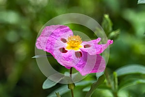 Pink rockrose in the garden, cistus purpureus