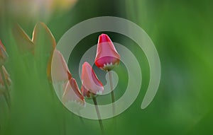 Pink romanic tulips