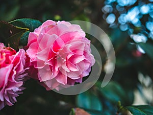 Pink Rosa centifolia flower bloom in the garden photo