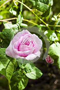 Pink Rosa Centifolia Rose des Peintres flower closeup photo