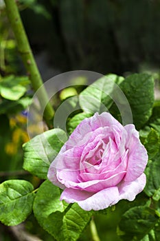 Pink Rosa Centifolia Rose des Peintres flower closeup photo