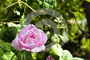 Pink Rosa Centifolia Rose des Peintres flower closeup photo