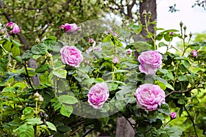 Rosa Centifolia Rose des Peintres flowers in summer garden photo