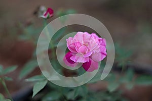 Pink Rosa Kashmir shrub rose, Plant and  flower