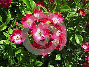 Pink Rosa rubiginosa photo