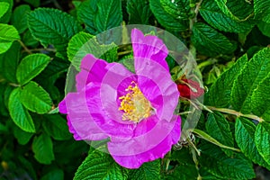 Pink Rosa Rugosa Beach Japanese Rose Green Leaves