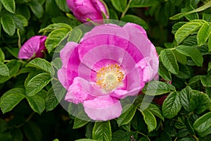 Pink Rosa rugosa canina dog rose flower in summer garden