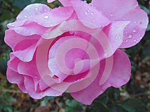 Pink Rose 02