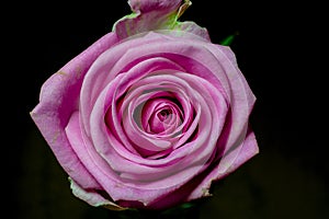 Pink Rose