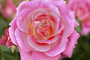 Pink Rose