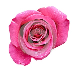 Pink rose